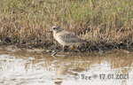 2021_01_17_0043s
灰斑鴴 Grey Plover A7 was ringed on 30-Dec-2019 as an adult.
