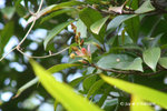 蕈樹，阿丁楓，山荔枝 Altingia chinensis
17Feb08_0066
