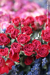乾玫瑰@
HKFlowerShow03Mar06_20070s