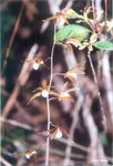 Tainia hongkongensis 香港帶唇蘭 
Orchid(s)