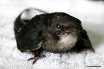 The small and weak feet of the House Swift.
HouseSwiftKFBG21Jul06_0001