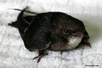 The House Swift.
HouseSwiftKFBG21Jul06_0006