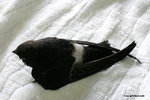 The white rump of House Swift.
HouseSwiftKFBG21Jul06_0008