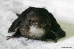 The House Swift cannot stand well on the ground due to its weak feet. 
HouseSwiftKFBG21Jul06_0011m