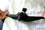 The House Swift's bill is small. 
HouseSwiftKFBG21Jul06_0013
