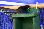 The House Swift rest on top of the bird box.
HouseSwiftKFBG21Jul06_0034