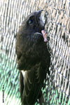 The House Swift rest on vertical surfaces (net).
HouseSwiftKFBG21Jul06_0037
