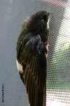 The House Swift rest on vertical surfaces (net).
HouseSwiftKFBG21Jul06_0045