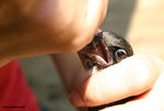 The House Swift was feeded by KFBG staff.
HouseSwiftKFBG21Jul06_0060