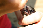 The House Swift was feeded by KFBG staff.
HouseSwiftKFBG21Jul06_0061