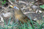畫眉@
九龍公園8May04_20064