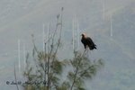 白肩鵰（成鳥）
MaiPo22Feb07_30020b
