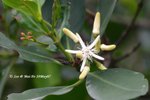 秋茄樹的花
MaiPo10May07_10061h