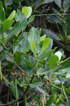 WPPlant24Nov06_10074h