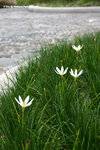Zephyranthes candida 蔥蓮，玉簾
WPPlant24Nov06_30048h
