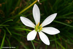 Zephyranthes candida 蔥蓮，玉簾
WPPlant24Nov06_30049h