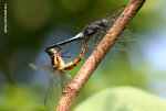 鼎異色灰蜻（Lesser Blue Skimmer）交尾（上：雄，下：雌） ShingMun07Aug06_10081