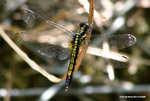 鼎異色灰蜻（雌）（Lesser Blue Skimmer, Female）
ShingMun31Aug06_10002