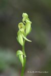 Platanthera minor 小舌唇蘭 PlantGathering22Apr07_30046