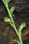 Platanthera minor 小舌唇蘭
PlantGathering22Apr07_40001