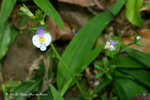 母草屬 Lindernia sp. 
Shing-Mun-14Mar07_0018h