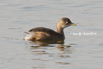IMG_0597_18Jan2014