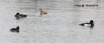 IMG_0697_19Jan2014