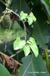 Tinospora sinensis 中華青牛膽 , 寬筋藤
17May07_0061h