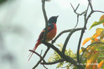 赤紅山椒鳥（雄）
28Feb08_A0166