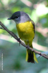 灰喉山椒鳥（雌）
TPK13Jan06_0014s