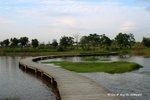 米埔的淡水沼澤
MaiPo10May07_20125s