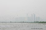 MaiPo13Mar07_0135b