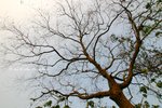 MaiPo13Mar07_0139s
