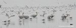 MaiPo29Feb05_30080
