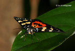 Noctuidae, Agaristinae - Episteme lectrix_
09Sep08_0078m