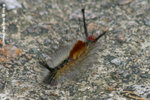 Might be a third instar (3齡) Orgia postica（毒蛾科Lymantriidae） 
ShingMun08Aug05_10023