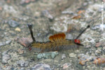 Might be a third instar (3齡) Orgia postica（毒蛾科Lymantriidae） 
ShingMun08Aug05_10024