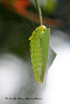 瘤蛾科Nolidae; 皮夜蛾亞科Sarrothripinae - 賴皮夜蛾Iscadia inexacta (larva)
Shing-Mun-14Mar07_0090i