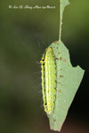 瘤蛾科Nolidae; 皮夜蛾亞科Sarrothripinae - 賴皮夜蛾Iscadia inexacta (larva)
Shing-Mun-14Mar07_0091h