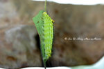 瘤蛾科Nolidae; 皮夜蛾亞科Sarrothripinae - 賴皮夜蛾Iscadia inexacta (larva)
Shing-Mun-14Mar07_0094h
