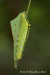 瘤蛾科Nolidae; 皮夜蛾亞科Sarrothripinae - 賴皮夜蛾Iscadia inexacta (larva)
Shing-Mun-14Mar07_0096h