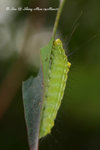 瘤蛾科Nolidae; 皮夜蛾亞科Sarrothripinae - 賴皮夜蛾Iscadia inexacta (larva)
Shing-Mun-14Mar07_0097h