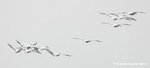 MaiPo4Mar05_10065