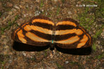 金蟠蛺蝶
20Oct08_A0125