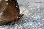 垂死的幻紫班蛺蝶
21Oct07_0187