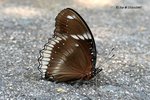 垂死的幻紫班蛺蝶 21Oct07_0192