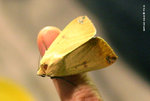 赤蛾
KFBG25Feb06_0076s