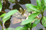 水龍，過塘蛇（柳葉菜科）
WetlandPark04May06_20089s