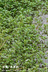 水龍，過塘蛇（柳葉菜科）
WetlandPark04May06_20099s