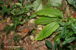 闊葉沼蘭 Malaxis latifolia 
11Oct09_0117h